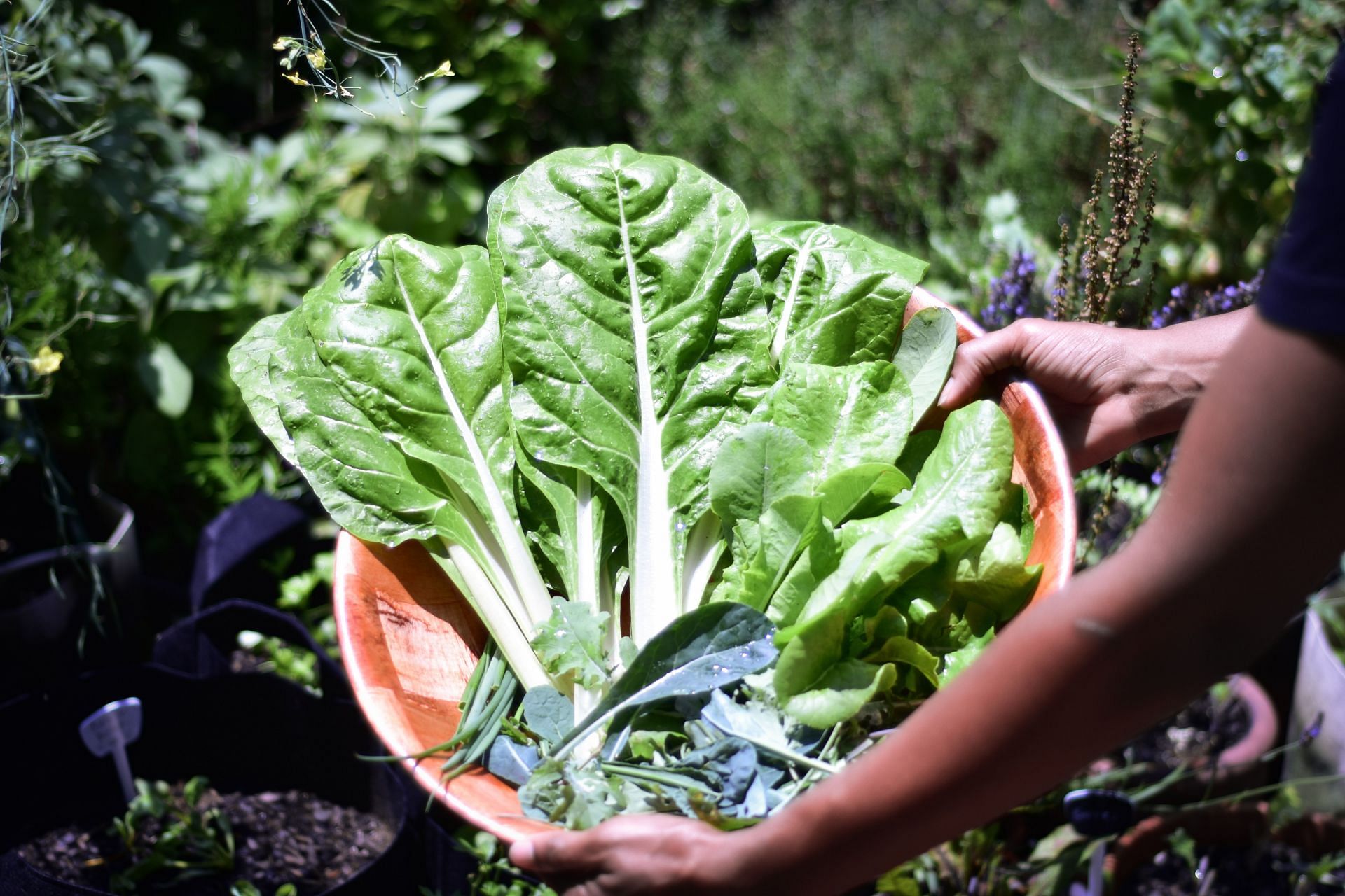 Foods that help quit smoking (Image via Unsplash/Elias Morr)